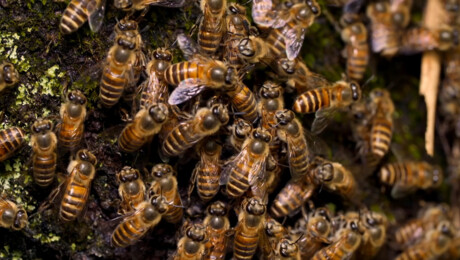 Gekookt door bijen en koala vingerafdrukken